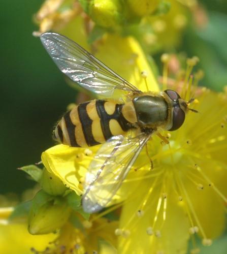 Réf. 179 684 : Syrphus sp.